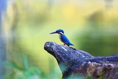 Close-up of bird perching on plant