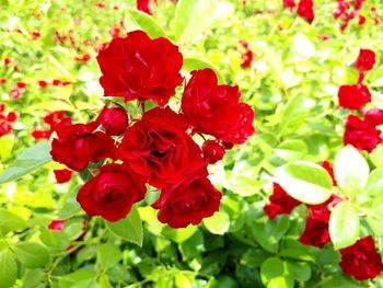 Close-up of red roses