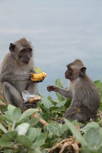 Close-up of monkeys with banana sitting against sky