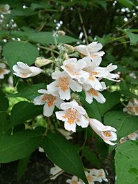 Close-up of white flowers