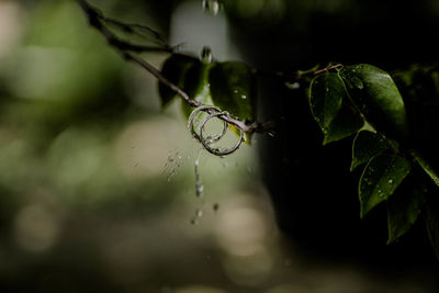 Close-up of wet plant