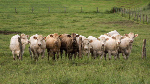 Cows standing behind fence on grassy field