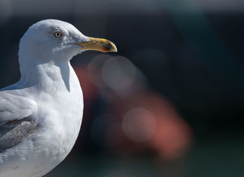 Close-up of seagull