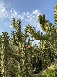 Plants on a tree