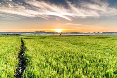 Scenic view of field against sky during sunset