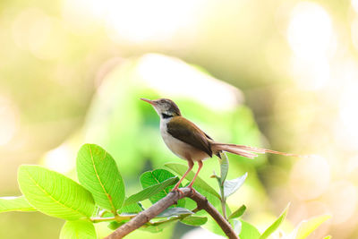 Close-up of bird perching on plant