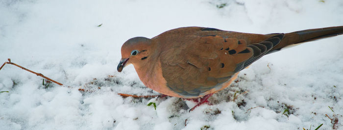 Close-up of bird perching on snow