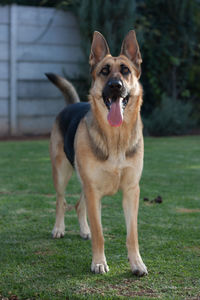 Close-up of dog running on field