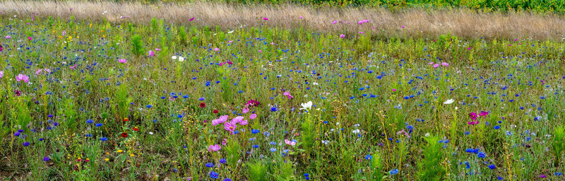 Purple flowering plants on field