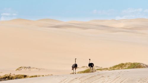 View of a desert