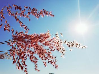 Low angle view of cherry tree against blue sky