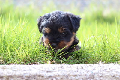 Dog sitting on grass