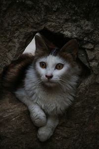 High angle portrait of cat sitting on floor