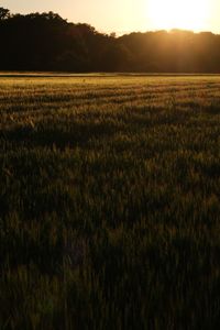 Scenic view of field against sky during sunset