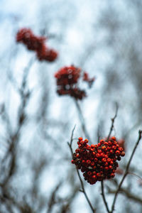 Close-up of red berries growing on tree