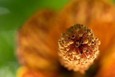 Close up of flower