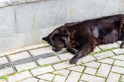 Dog sleeping on sidewalk