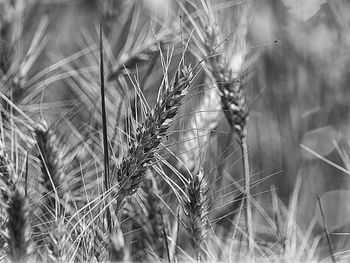 Close-up of wheat growing on field