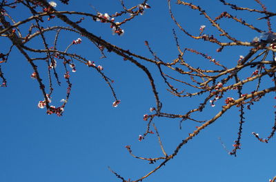 Low angle view of flowering plant against blue sky