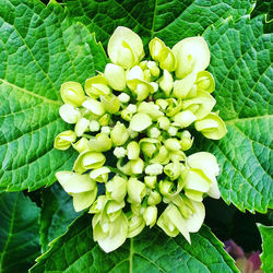 Close-up of fruits growing on plant