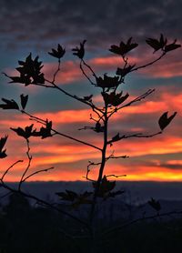 Silhouette plants against dramatic sky during sunset