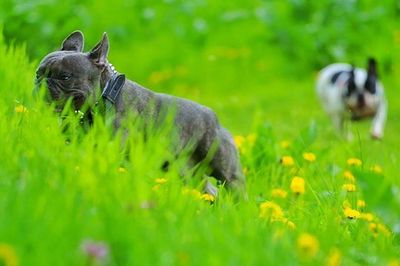 Insect on grassy field