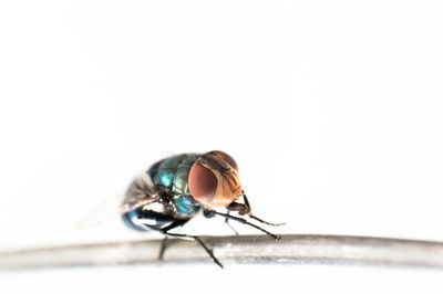 Close-up of insect on plant against white background