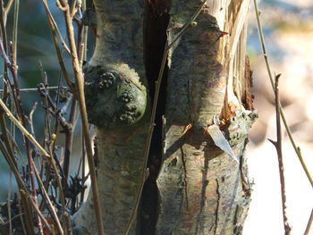 Close-up of cactus