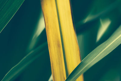 Close-up of yellow leaves