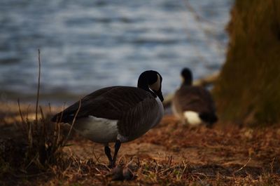 Mallard duck on a field