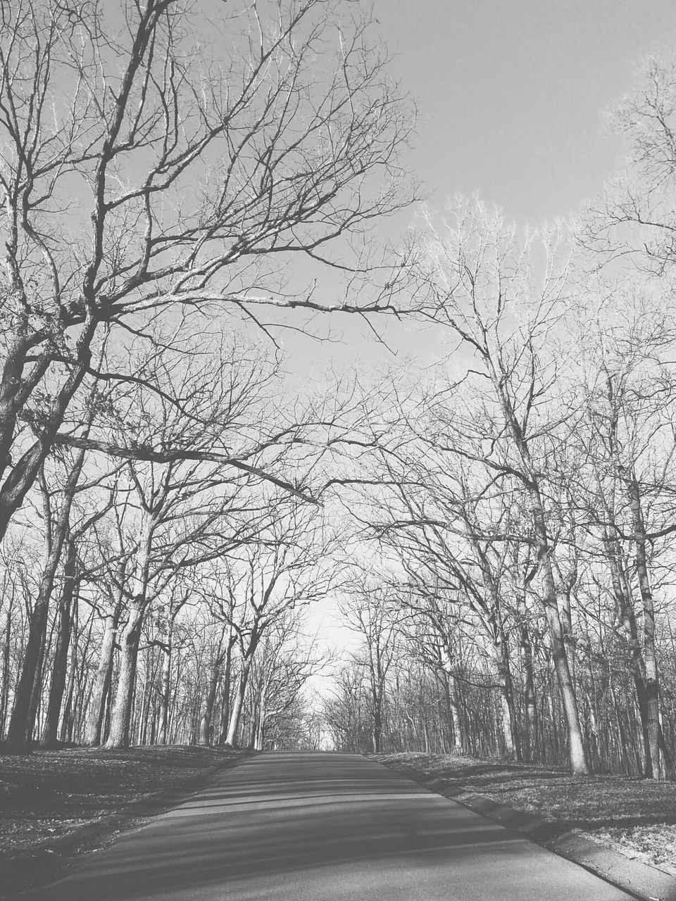 the way forward, tree, diminishing perspective, road, vanishing point, transportation, bare tree, tranquility, empty road, treelined, nature, branch, tranquil scene, long, sky, beauty in nature, empty, scenics, street, outdoors