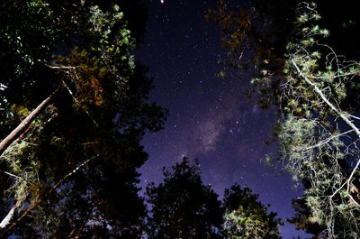 Low angle view of trees against sky at night