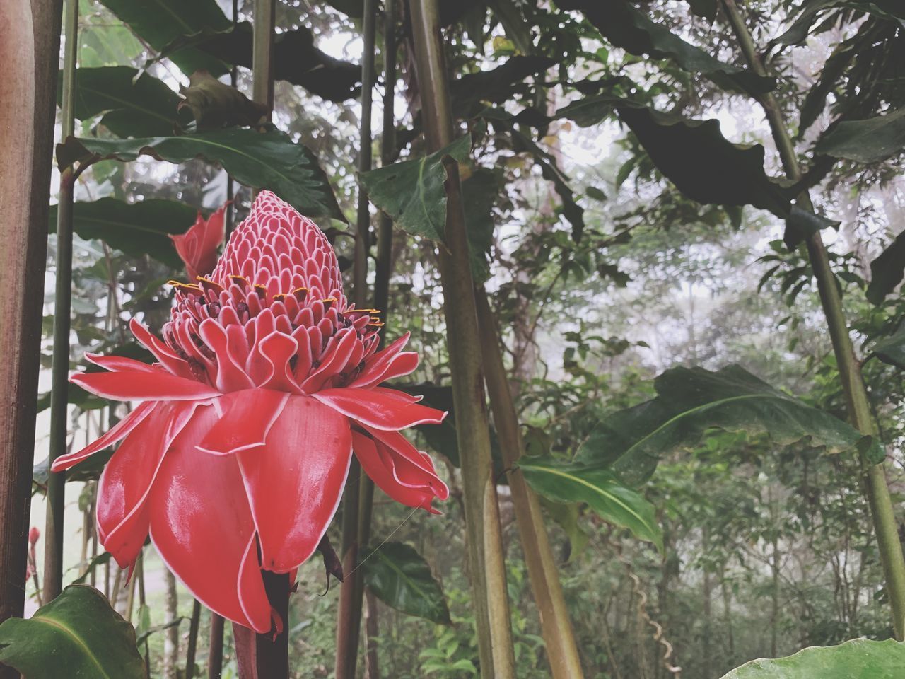 CLOSE-UP OF RED FLOWERING PLANTS