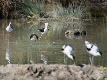 animal wildlife