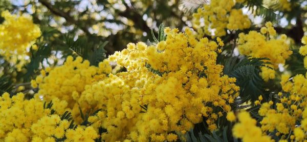 Close-up of yellow flowering plant