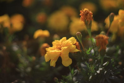 Close-up of yellow flowering plant on field