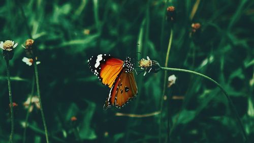 Close-up of butterfly perching on flower