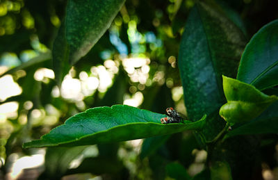 Close-up of insect on leaf