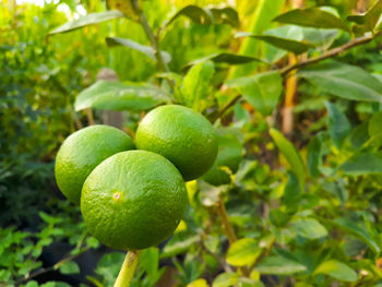 Close-up of fruits growing on tree