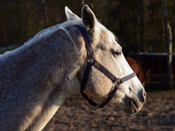 Close-up of horse