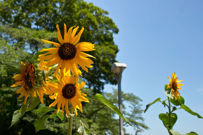 Low angle view of yellow flowering plant against clear sky