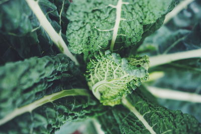 Close-up of fresh green plant