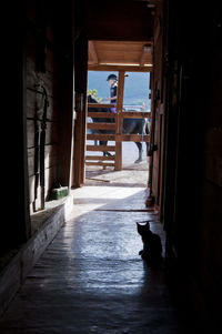 View of cat through open door