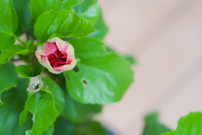 Close-up of pink rose flower