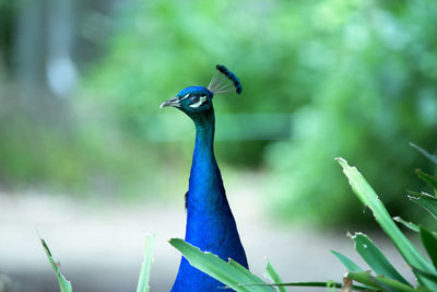 Close-up portrait of a bird