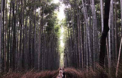 Trees growing in forest