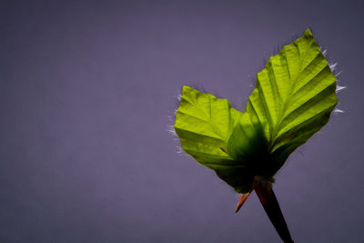 Close-up of plant