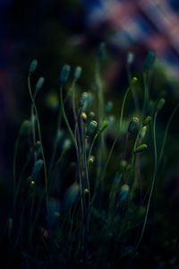 Close-up of plants growing on field