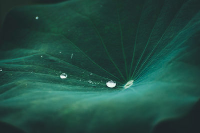 Close-up of raindrops on green leaves