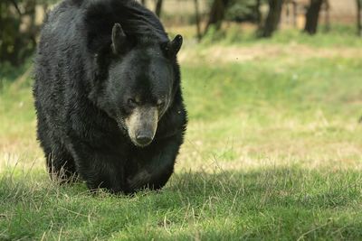 Black bear walking towards camera 